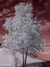 tree: infrared picture