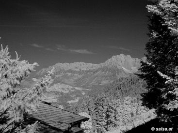 Infrarotaufnahme: Wald / Tannen (anklicken zum vergrssern)