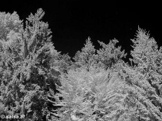 infrared photography: Wald / Tannen (anklicken zum vergrssern)